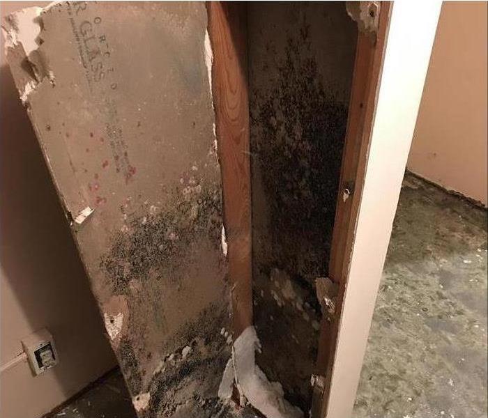 Image of mold growth found behind the walls. 