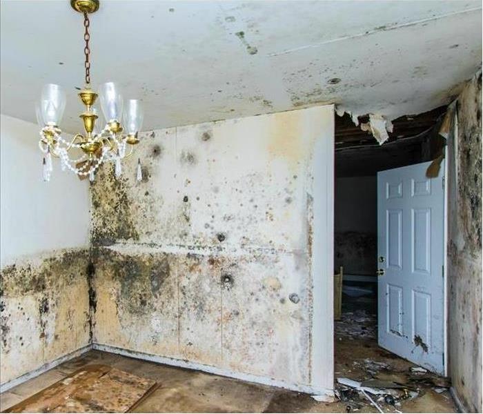 Image of black mold growing on white wall