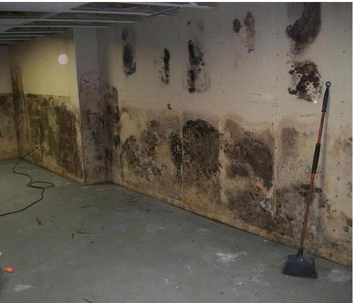 Image of wall covered with mold growth